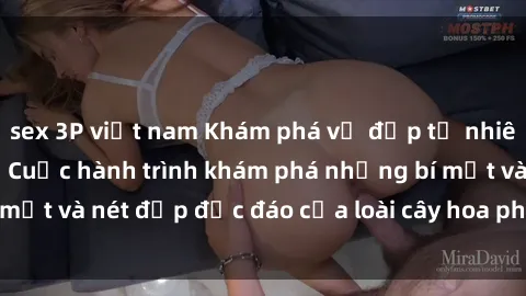 sex 3P việt nam Khám phá vẻ đẹp tự nhiên của sex châu Phi: Cuộc hành trình khám phá những bí mật và nét đẹp độc đáo của loài cây hoa phong lan châu Phi.